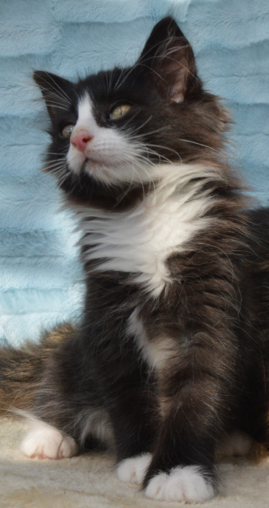 alice