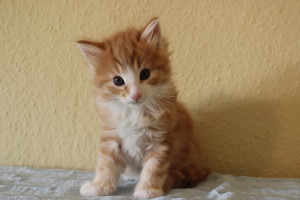 Bruno